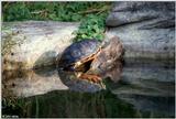 Red-bellied turtle (Pseudemys rubriventris)