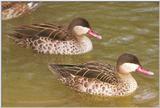 Red-billed Pintail