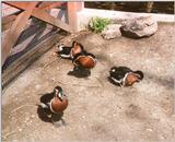 Red-breasted Geese