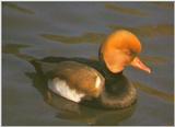 Red-crested Pochard