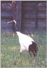 Red-crowned Crane