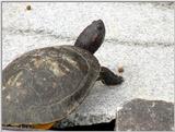 Red-eared Pond Slider (2/2)