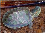 Neonate Red-eared Slider (Trachemys s. elegans)