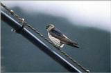 귀제비, red-rumped swallow (Cecropis daurica) (119Kb)