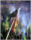 Trip to Wakohadatchee Wetlands [3/8] - blackbird2.jpg (1/1)