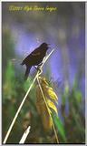 Trip to Wakohadatchee Wetlands [4/8] - blackbird3.jpg (1/1)