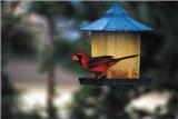 (Description) File 1 of 2 - RedCardinal1.jpg (1/1)