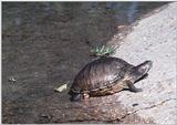 Red Ear Slider Turtle - RedEarSlider.jpg (0/1)