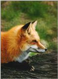 Red Fox