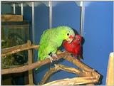 parrots--red lory and red lored--not the same thing