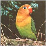Red Mask Dwarf Parrot --> Peach- Faced Lovebird