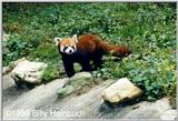 Red Panda