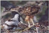 Red Goshawk-Australia