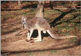 Red Kangaroo