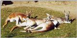 relaxin roos