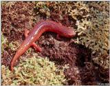 Red Salamander (Pseudotriton ruber)