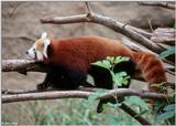 red panda