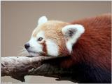 red panda 2