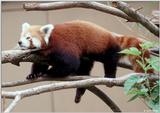 red panda 3