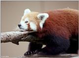 red panda 4