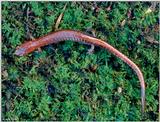 Red-backed salamander (Plethodon cinereus)1