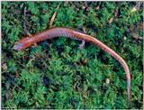 Red-backed salamander (Plethodon cinereus)1