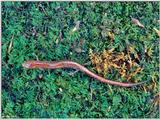 Red-backed salamander (Plethodon cinereus)2