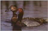 Redhead Ducks