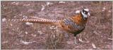 Reeve's Pheasant