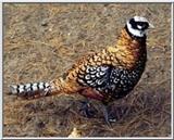 Reeve's Pheasant