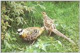 Reeve's Pheasants