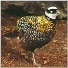 Pheasants: Reeve's Pheasant