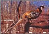 Reeve's Pheasant