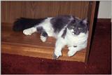 And another kitty pic