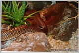 Beaked Snake