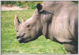 Rhinoceros #2 = white rhinoceros (Ceratotherium simum)