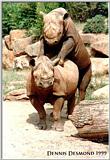 rhino