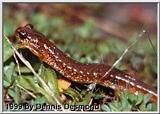 Olympic torrent salamander (Rhyacotriton olympicus)