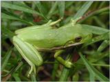 Ribbit