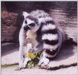 last lemur