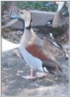 Waterfowl: Ringed Teal