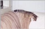 Re: ringtail cat pictures