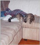 Re: ringtail cat pictures