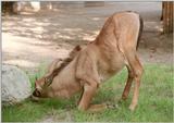 One of the really tough ones to scan - Roan antelope in Hannover Zoo