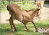 The Hannover Zoo Roan antelope kid again - getting in position for a drink