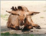 The cutest ears of Hannover Zoo... owned by the little Roan antelope!