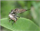 Robber Fly with prey