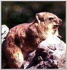 Rock Hyrax (J01)