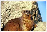 Rock Hyrax (J02)