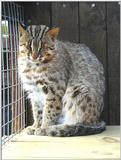 leopard cat (Prionailurus bengalensis)